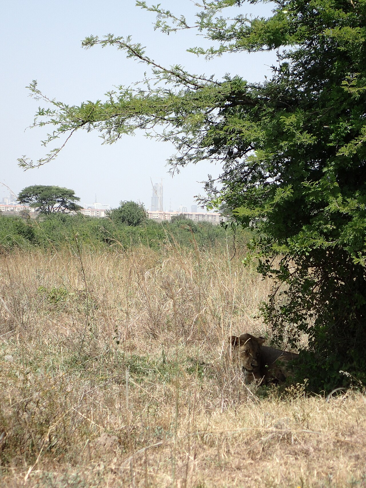 Nairobi National Park